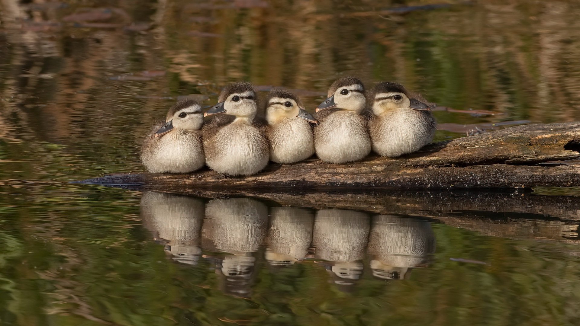 塞维利亚节奏掌控加拿大,西决生死战的战术焦点